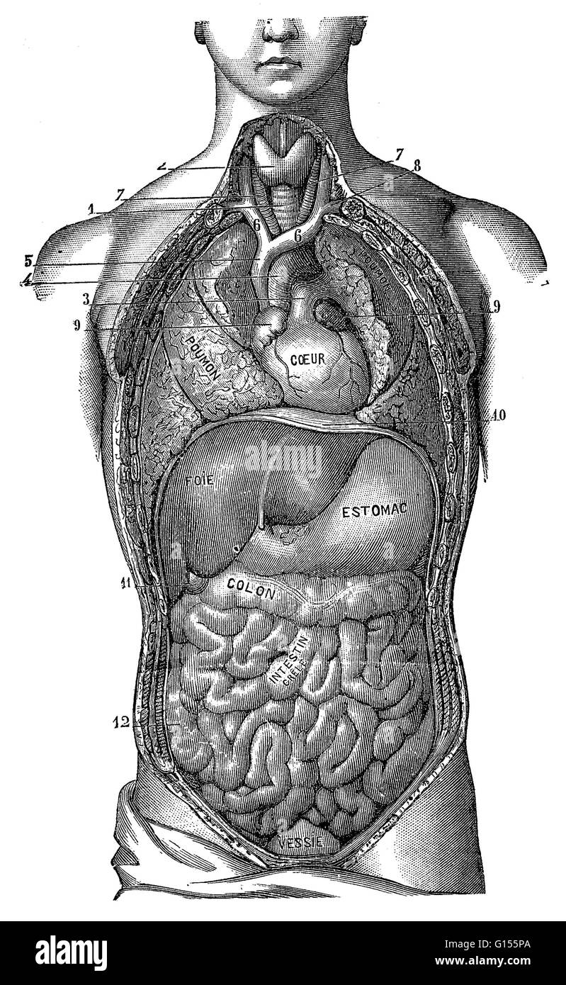 Illustrazione di una vista generale degli organi del torace e addome. Si tratta di una storica figura dal 1890. Foto Stock
