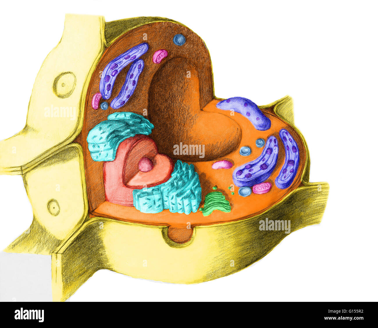 Cellula vegetale struttura. Illustrazione di una vista sezionata in pianta cella. Le caratteristiche che distinguono una cellula vegetale da una cellula animale sono la parete cellulare e i cloroplasti . Il grande vacuolo centrale contrasta anche con i molti piccoli vacuoli di una cellula animale. Elettrolisi Foto Stock