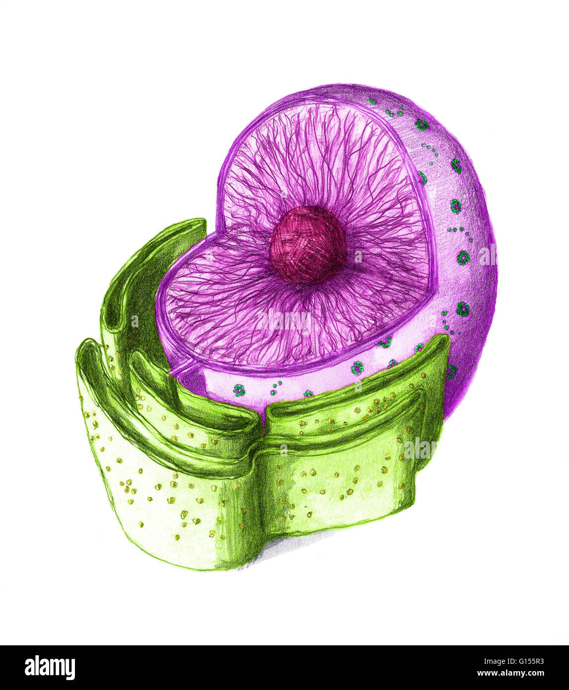 Colore esaltato illustrazione del nucleo di una cellula animale. Il nucleo è una membrana-racchiuso un organello che contiene la maggior parte della cella del materiale genetico. Il nucleo mantiene l'integrità di questi geni entro la cellula. Foto Stock