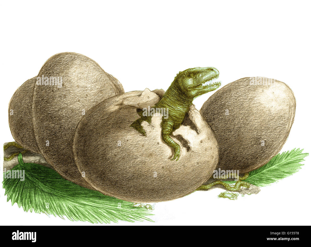 Uovo di dinosauro immagini e fotografie stock ad alta risoluzione - Alamy