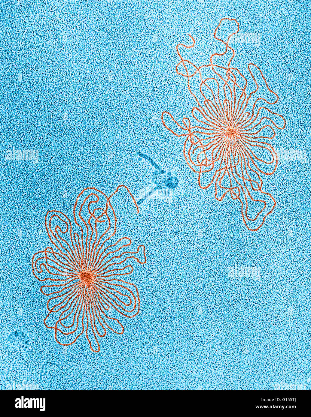 Colore esaltato micrografia di DNA di due lamda di tipo selvatico batteriofagi. I fantasmi di fagi sono visibili anche al centro del campo. Mag., 100,000x Foto Stock