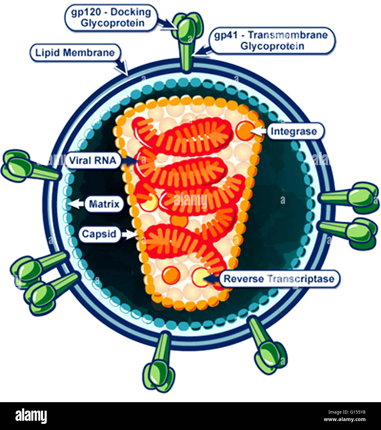 Un diagramma illustrativo di un singolo, infettiva particella virale del virus HIV. Il virus di immunodeficienza umana (HIV) è un lentivirus (un membro della famiglia di un retrovirus) che causa la sindrome da immunodeficienza acquisita (AIDS), una condizione di esseri umani in cui progre Foto Stock