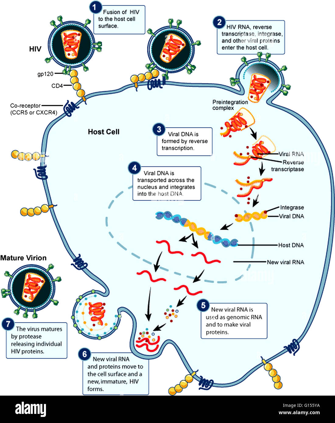 Illustrazione di un modello di ciclo di replica dell'HIV. Ogni fase del ...