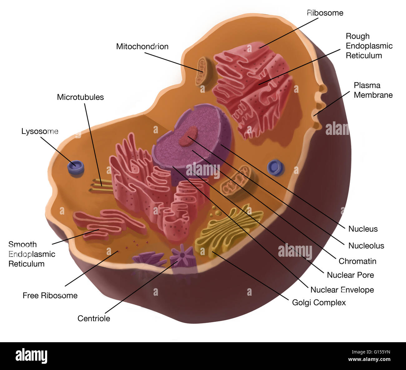 Illustrazione della cellula animale. La cella ha un nucleo nel suo centro, che contiene cromatina costituito da DNA e nucleole, composto da RNA e proteine. Attorno al nucleo troviamo il reticolo endoplasmatico, quindi l'apparato di Golgi di apparecchiatura, mitocondri, cen Foto Stock