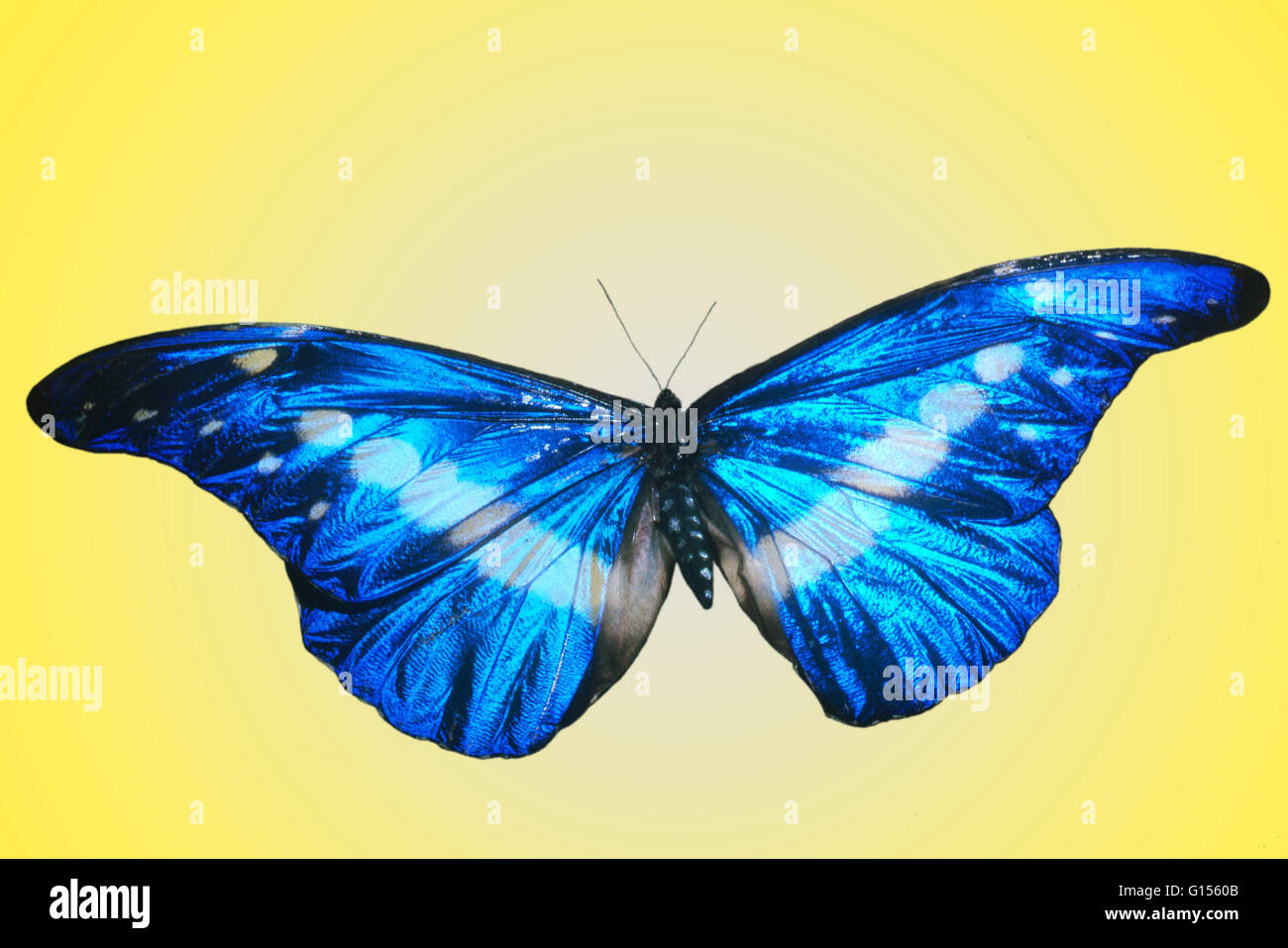 Morpho helena butterfly. Foto Stock