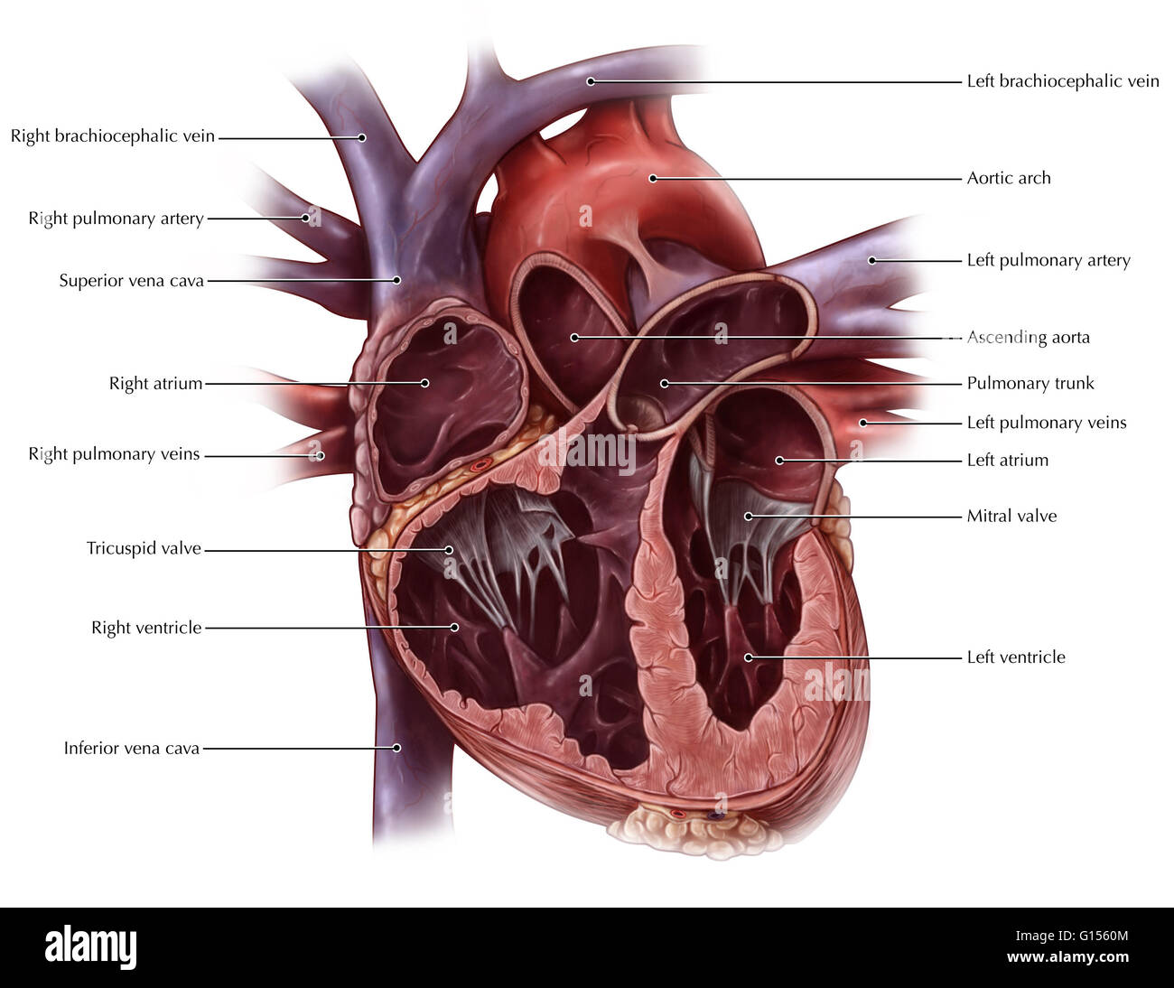 Una vista illustrata del chanbers del cuore. Il sangue deossigenato è portato dal corpo ed entra nell'atrio destro, passando attraverso la valvola tricuspide nel ventricolo destro. Viaggi di sangue ai polmoni attraverso le arterie polmonari e torna alla Foto Stock