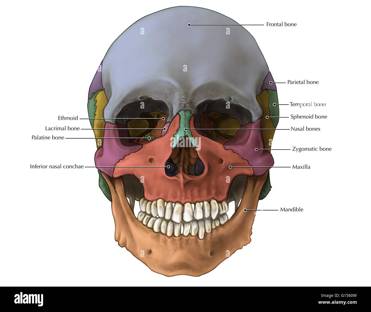 Un illustrata vista anteriore del cranio con ossa differenziati. Foto Stock