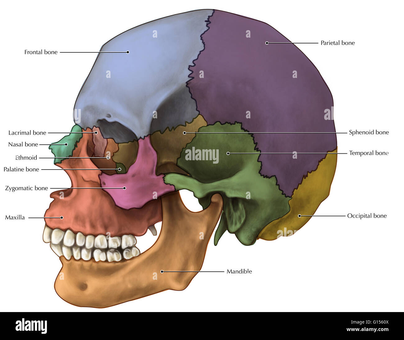 Un illustrata vista laterale del cranio con ossa differenziati. Foto Stock