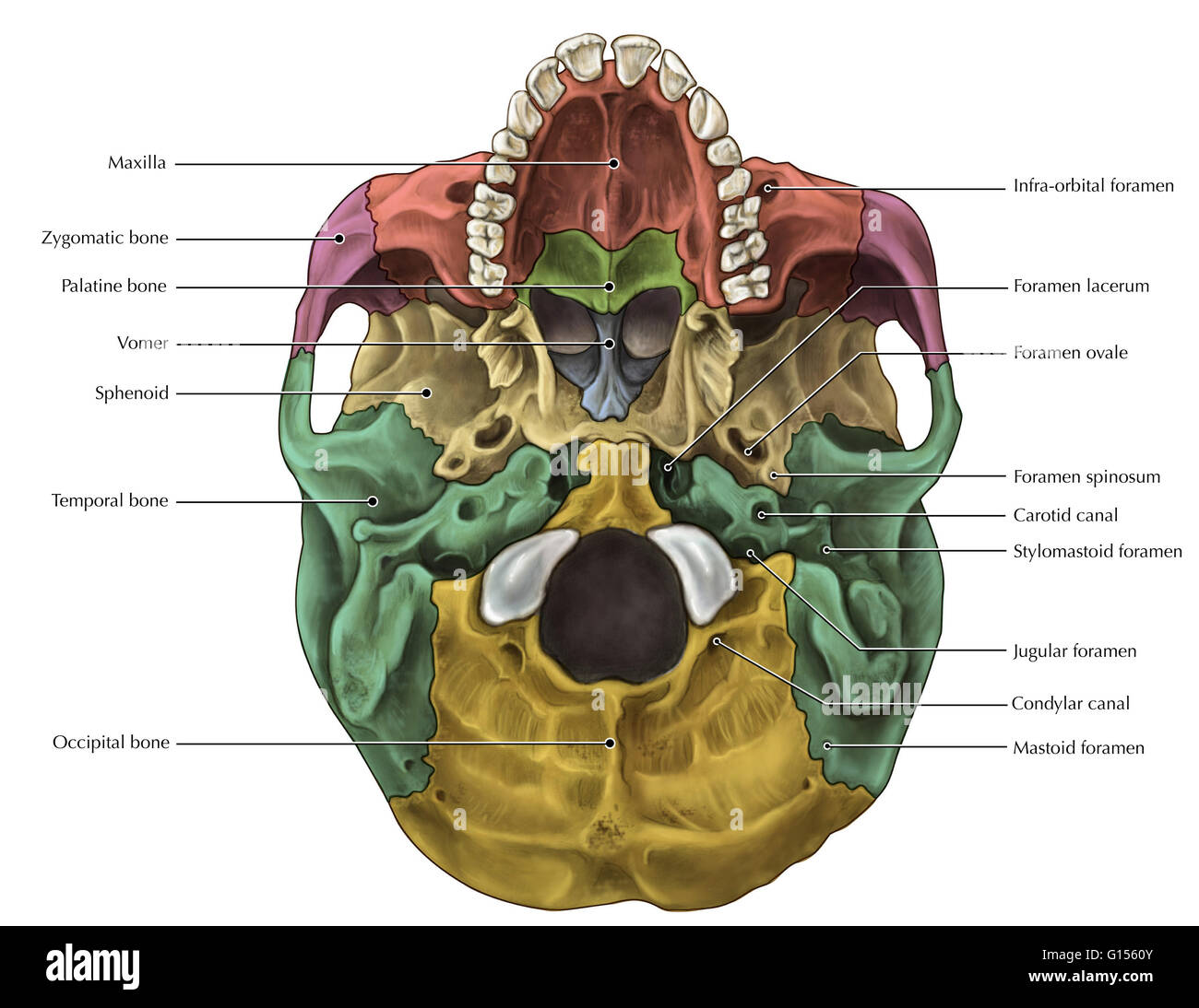 Illustrata una vista inferiore del cranio con ossa differenziata Foto Stock