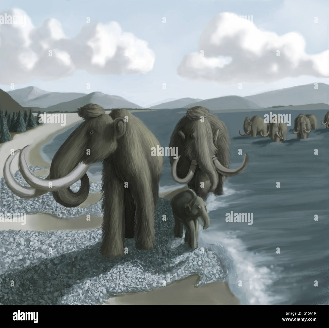 Illustrazione di un mammut lanosi (Mammuthus primigenius) allevamento, dal Pleistocene Age (Età di ghiaccio). Foto Stock