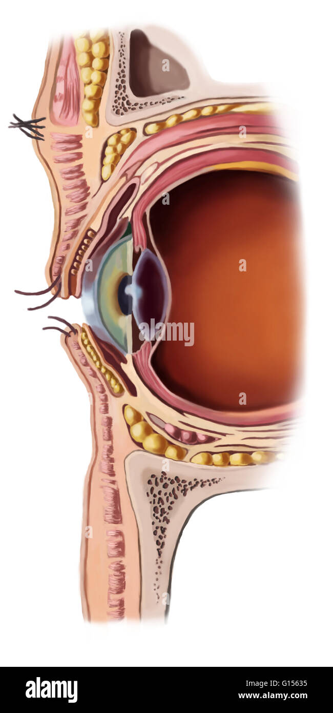 Illustrazione della struttura di un occhio umano. Parti dell'occhio illustrato in questa illustrazione includono (da destra a sinistra): corpo vitreo (gran parte arancione), la lente (bolla dietro allievo), cliliary muscoli (trefoli di rosa che si estende dalla lente), allievo (marrone scuro o Foto Stock