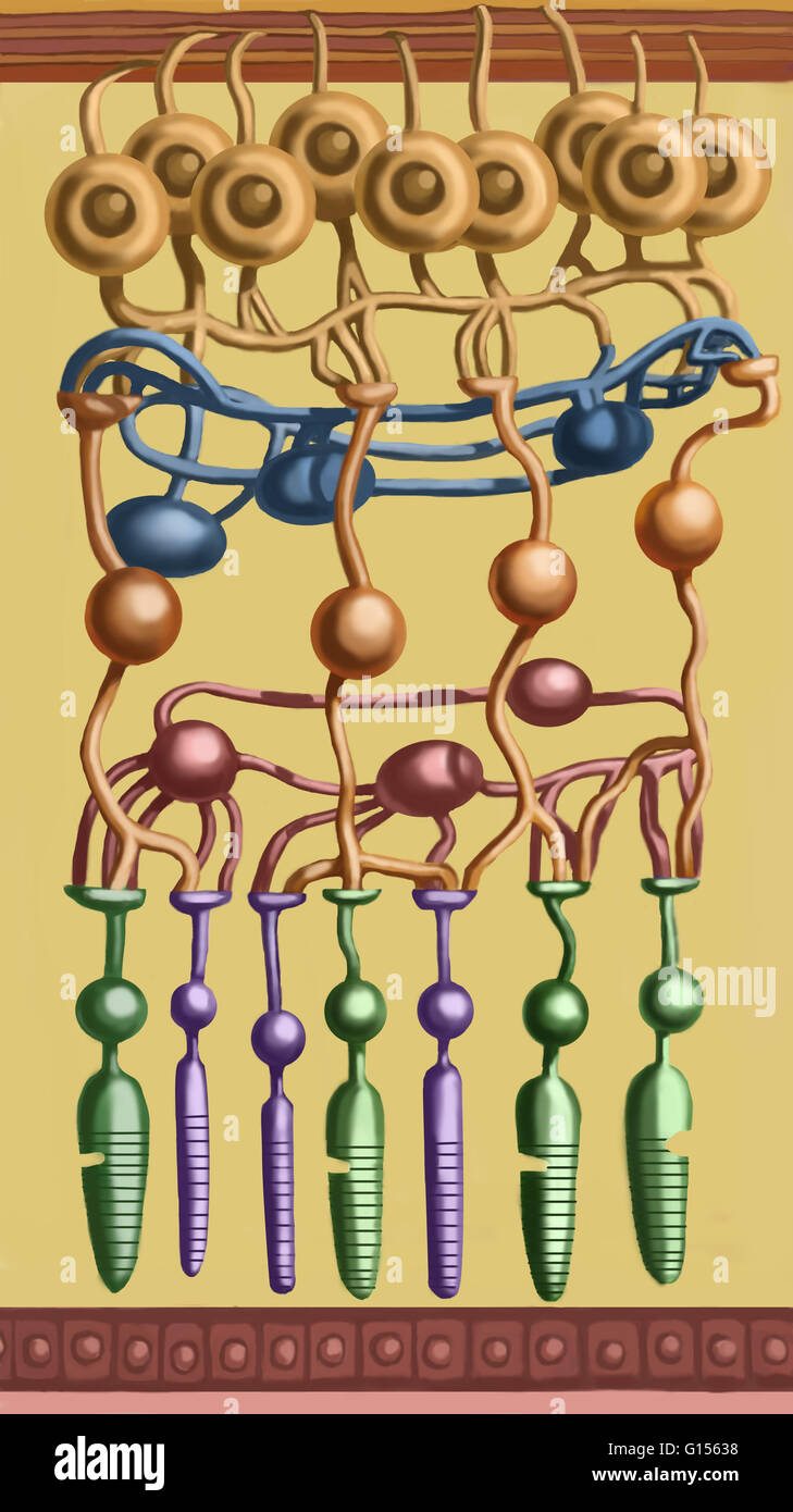 Illustrazione che mostra la struttura della retina. Da cima a fondo: nervo ottico a fibra (marrone rossiccio e striscia in alto), cellule gangliari (in marrone), cellule amacrine (in blu scuro), cellule bipolari (in arancio brunastro), cellule orizzontali (in rosa scuro), Muller gli Foto Stock