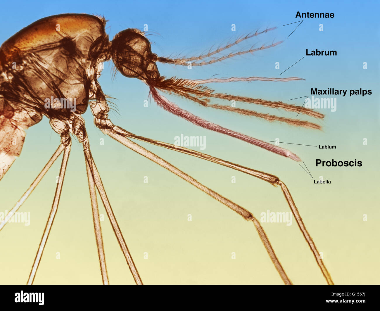 Micrografia luce di malaria (zanzara anofele sp.). Una infografica, marcato con apparato boccale. Foto Stock