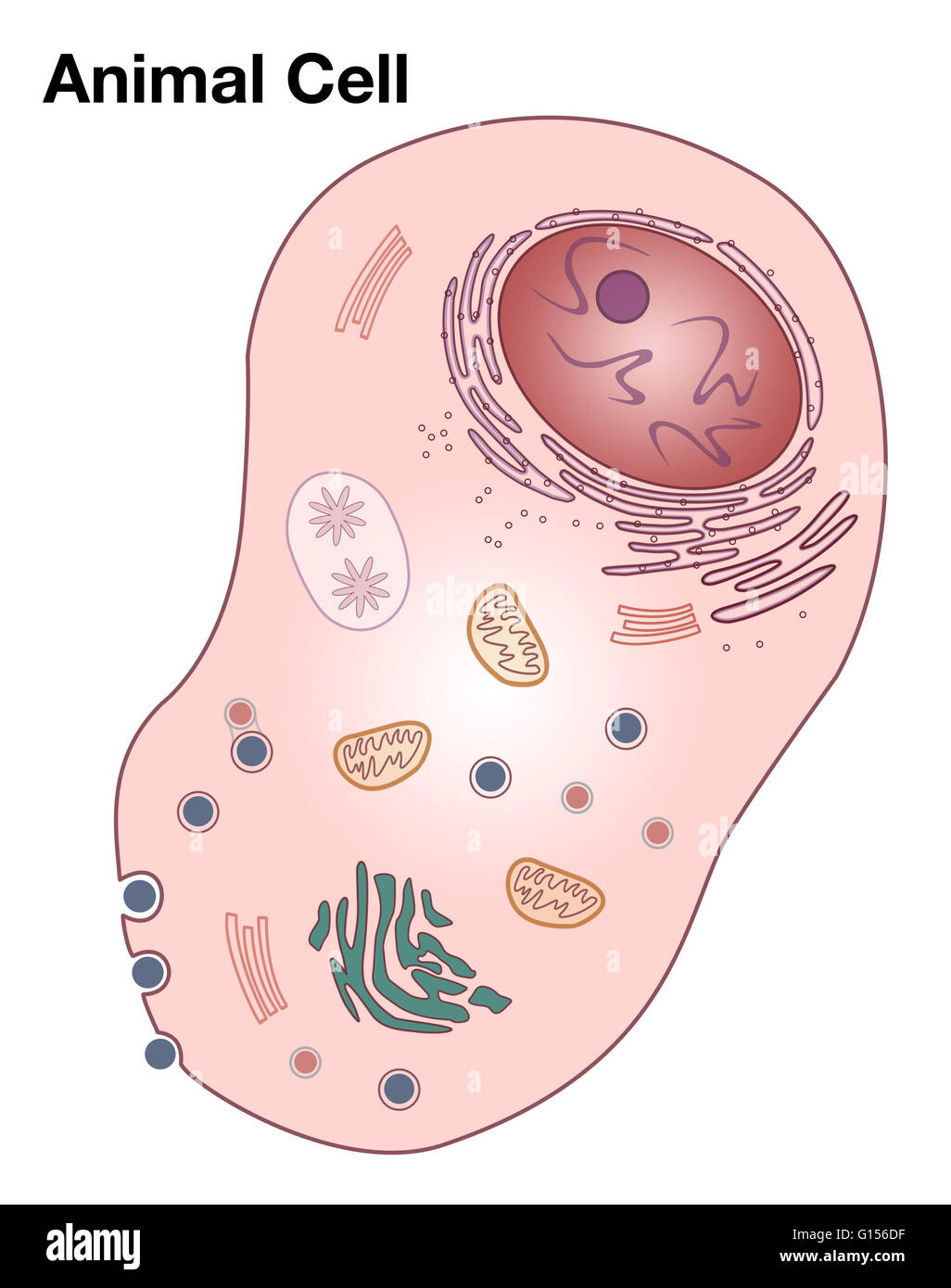Diagramma di una tipica cellula animale. Foto Stock