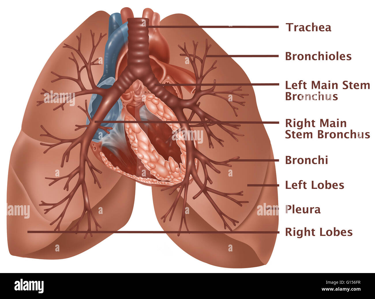 Illustrazione anatomica dei polmoni, con (dall'alto verso il basso) della trachea, dei bronchioli, sinistra dello stelo principale, Bronco destro dello stelo principale nei bronchi, dei bronchi lobi sinistro, alla pleura e lobi destro etichettato Foto Stock