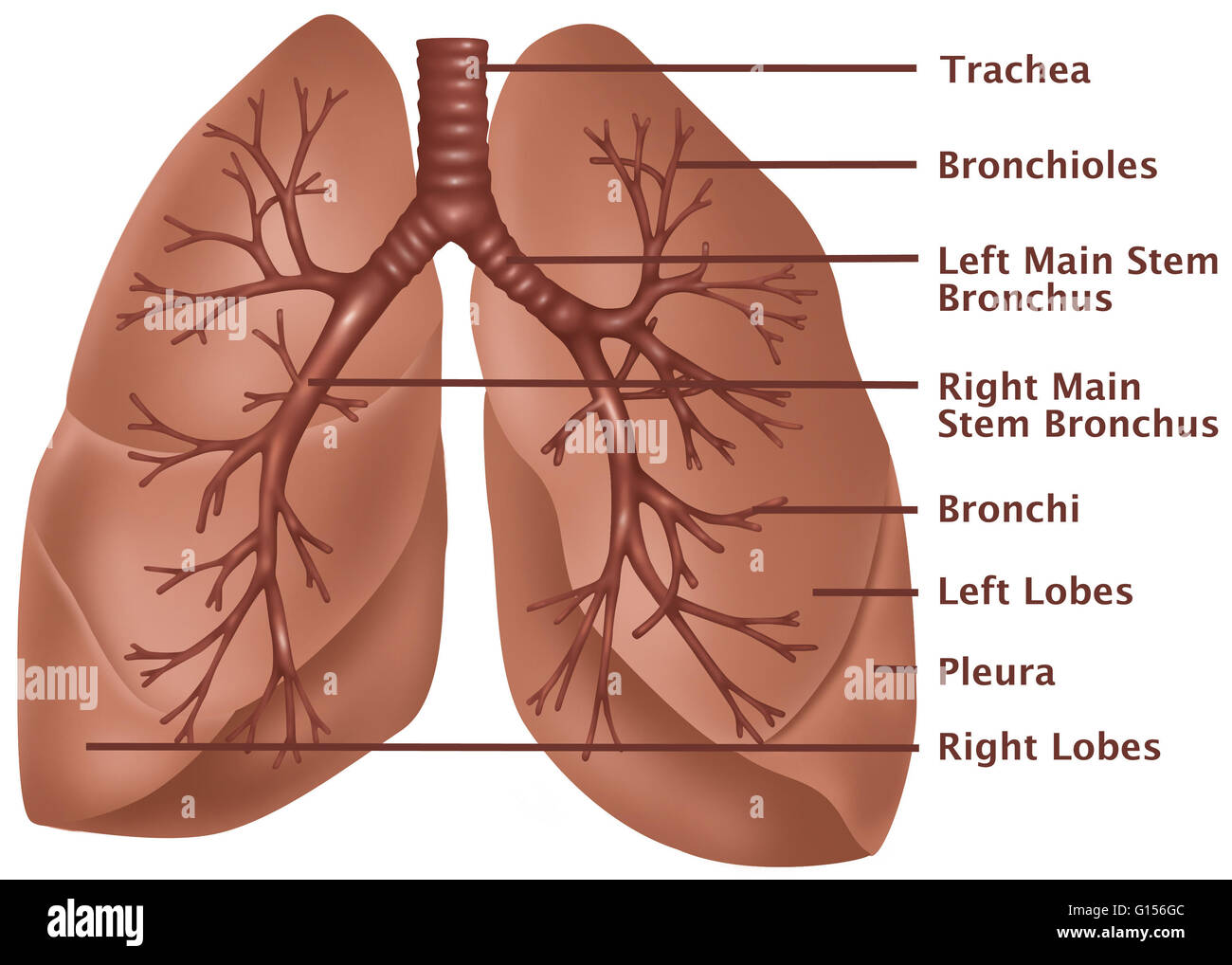 Illustrazione anatomica dei polmoni, con (dall'alto verso il basso) della trachea, dei bronchioli, sinistra dello stelo principale, Bronco destro dello stelo principale nei bronchi, dei bronchi lobi sinistro, alla pleura e lobi destra marcato. Foto Stock