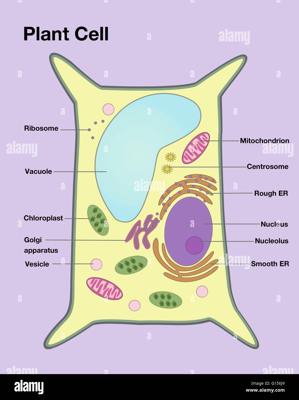 Illustrazione di una cellula vegetale, con importanti caratteristiche marcato. Foto Stock