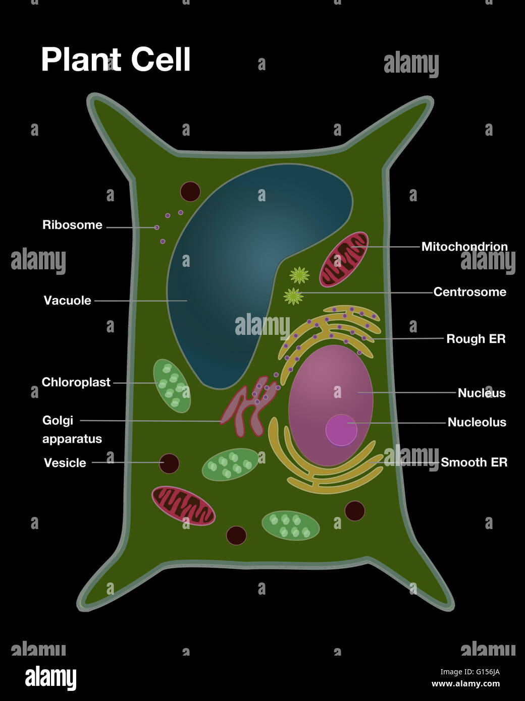 Illustrazione di una cellula vegetale, con importanti caratteristiche marcato. Foto Stock