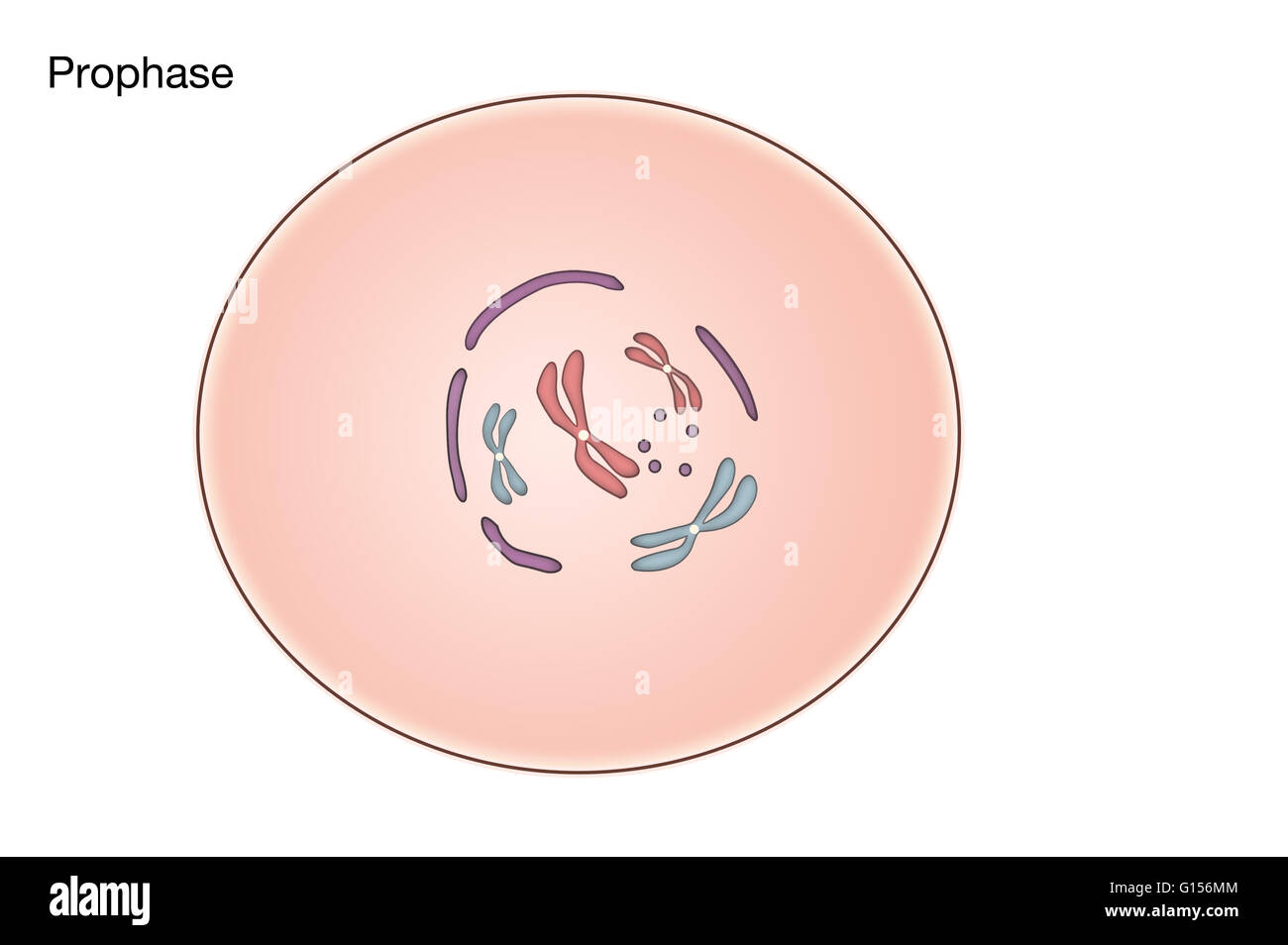 Schema di Prophase di mitosi in una cellula animale. Foto Stock