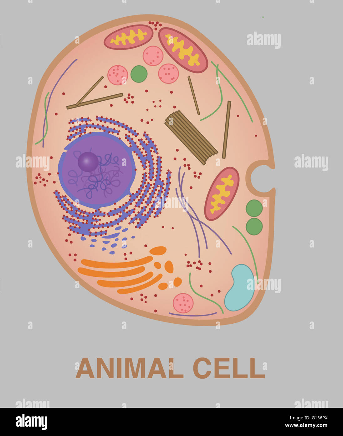 Illustrazione di una cellula animale. Foto Stock