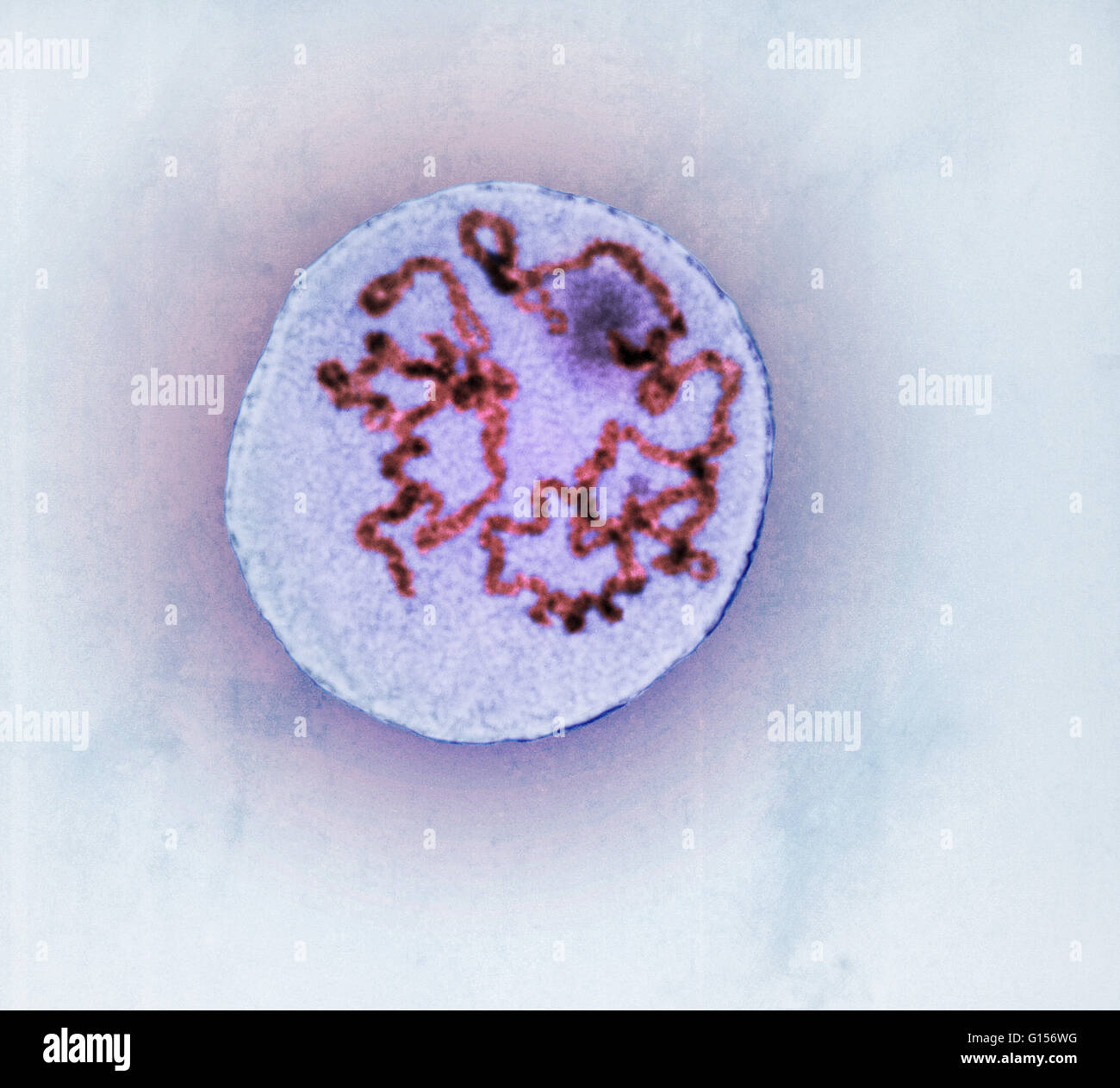 Color-enhanced micrografia di una microspora di Trillium impianto (Trillium erectum) subendo prophase precoce della divisione mitotica. Questa immagine è stata color-enhanced. Foto Stock