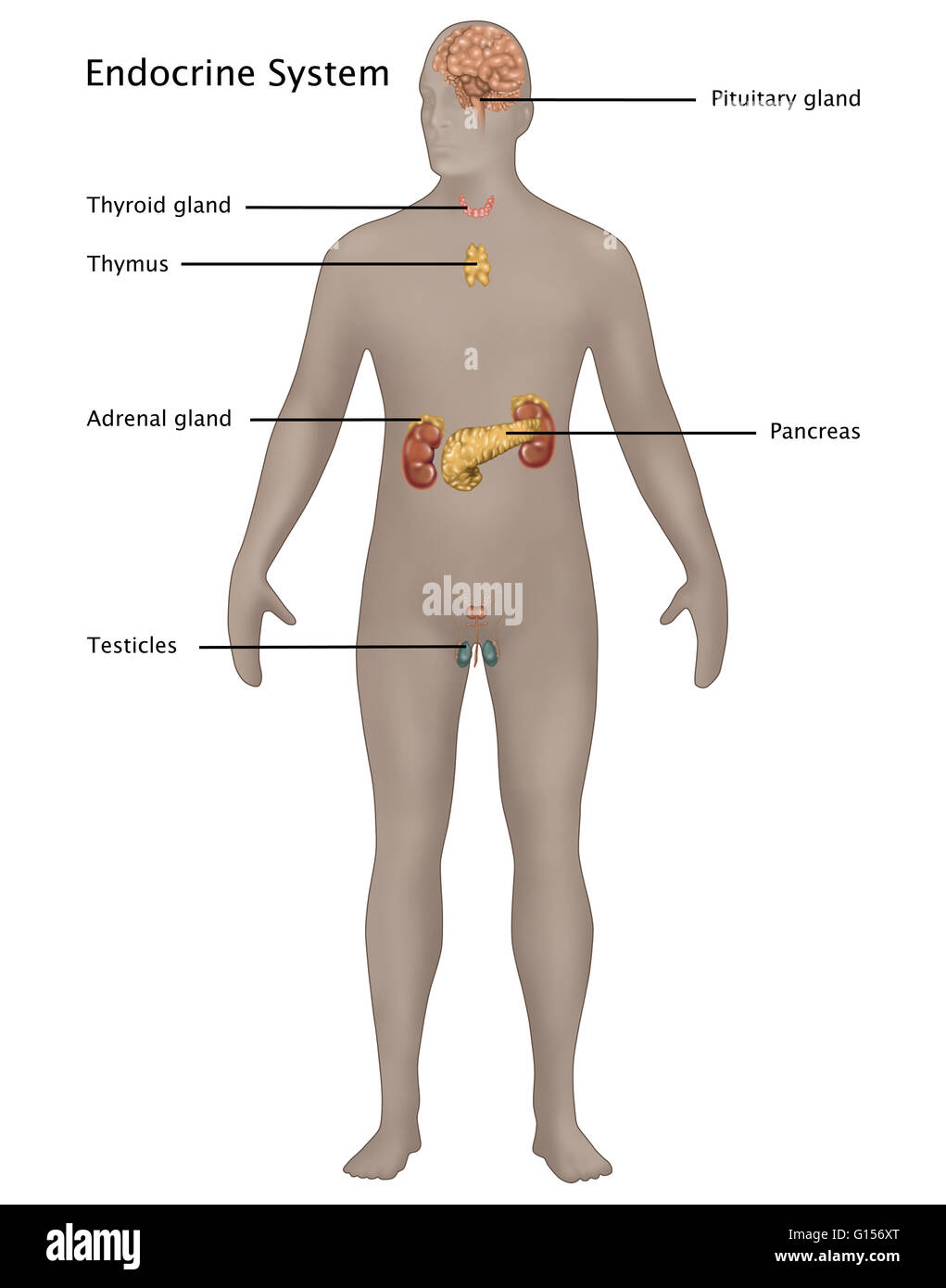 Illustrazione del sistema endocrino in anatomia maschile. Illustrato da  cima a fondo sono: ghiandola pituitaria, tiroide, timo, ghiandola  surrenale, il pancreas, e testicoli Foto stock - Alamy