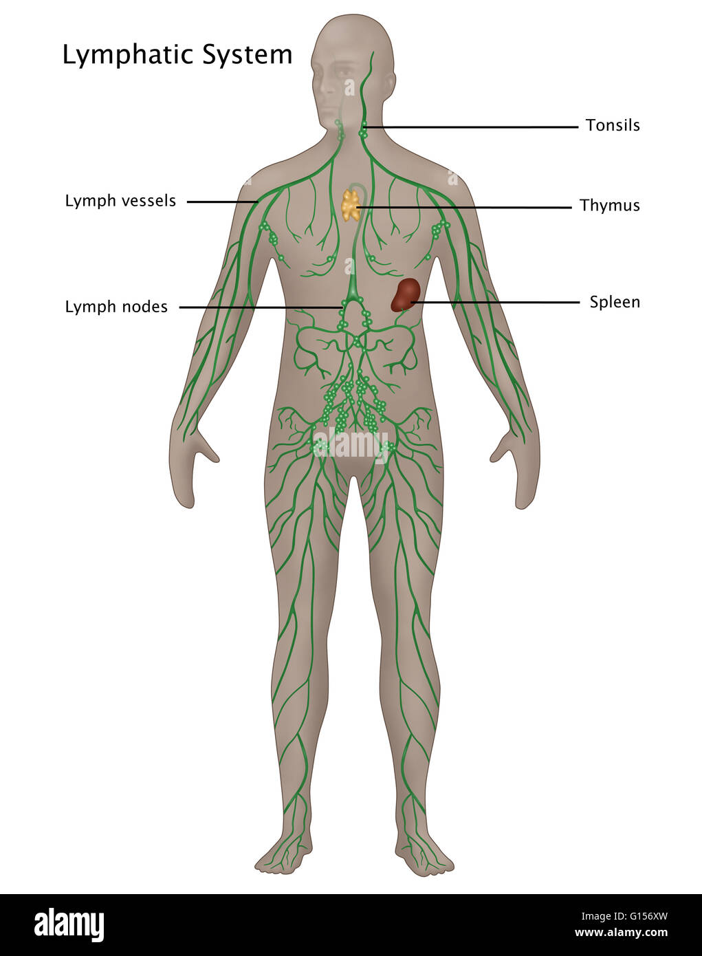 Illustrazione del sistema linfatico in anatomia maschile. Etichettato
