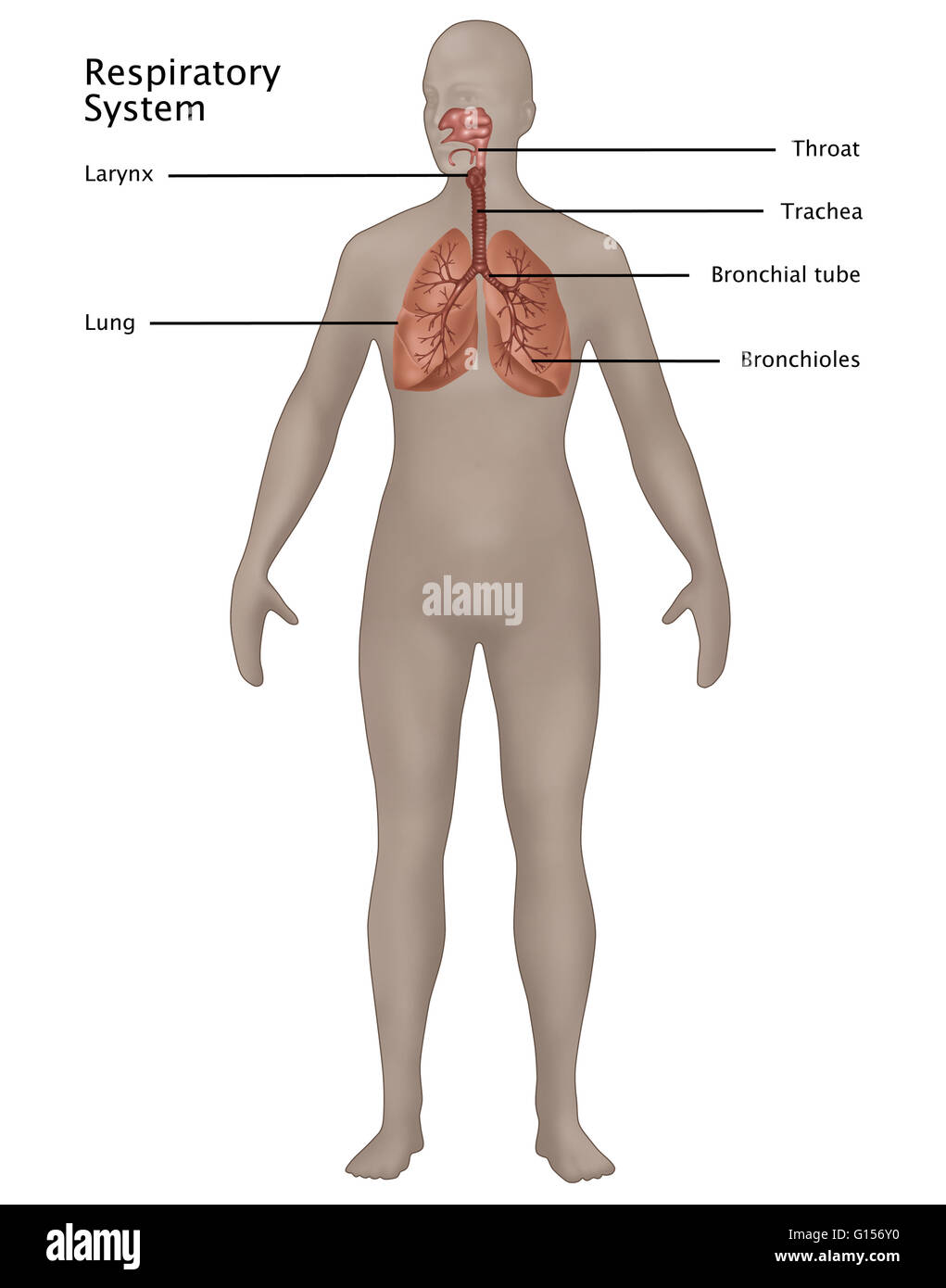 Illustrazione del sistema nervoso nell'anatomia femminile. Etichettato da cima a fondo sono: gola, della laringe, trachea, tubo bronchiale, polmone e dei bronchioli. Foto Stock