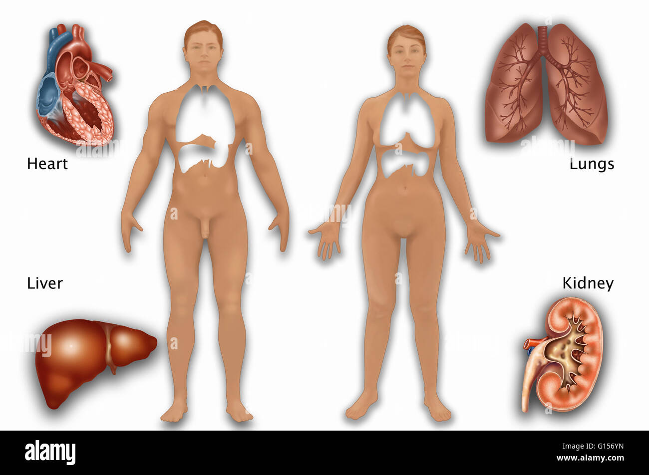 Illustrazione identificare dove il cuore, polmoni, reni e fegato giacciono in un Uomo's anatomy (a sinistra) e di una donna anatomy (a destra). Foto Stock