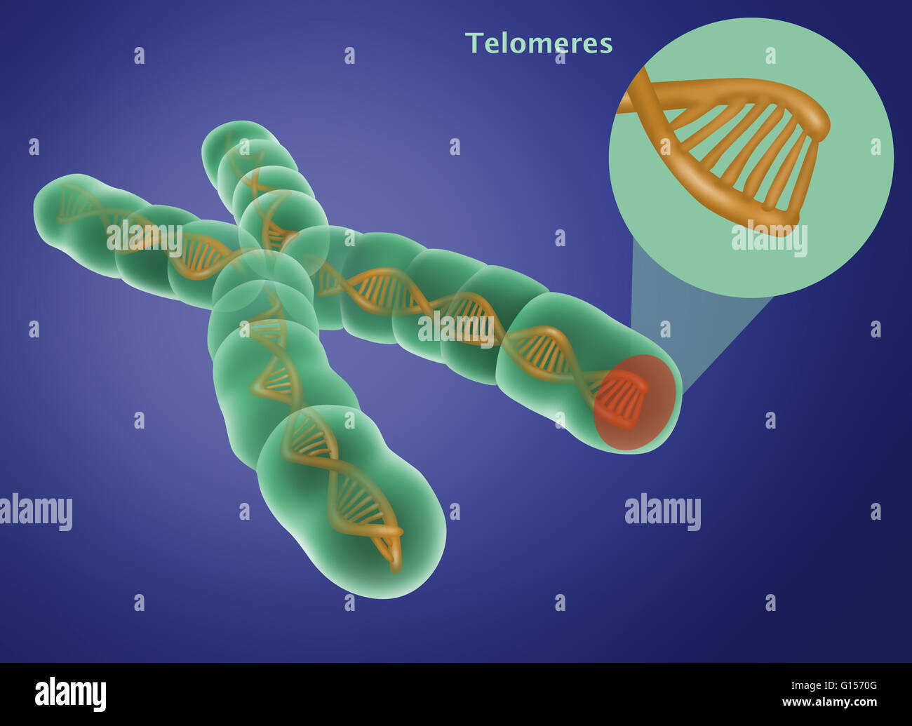 Illustrazione di un cromosoma con telomere. I cromosomi sono composti di acido desossiribonucleico (DNA) (nastro color oro all'interno del cromosoma) che contengono sezioni, chiamati geni che codificano il corpo di informazioni genetiche. Telomeres (zona rossa) proteggere le estremità della Foto Stock