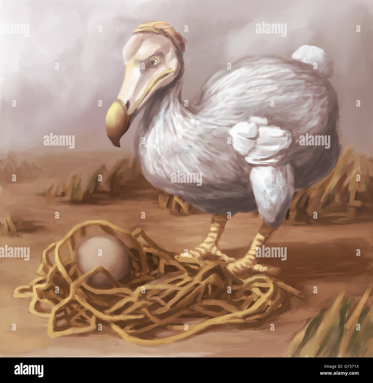 Illustrazione di un Dodo Bird (Raphus cucullatus) di protezione è uovo. Il Dodo Bird è stata estinta fin dalla metà-fine del XVII secolo. Foto Stock