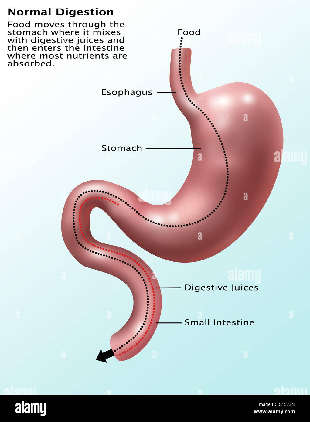 Illustrazione di un normale apparato digestivo umano. Foto Stock