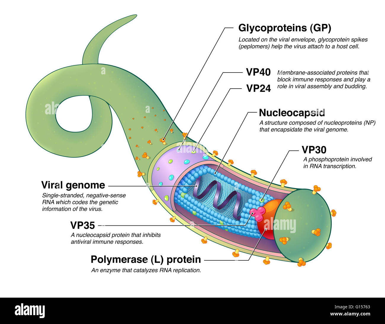 Un diagramma illustrato del virus Ebola (EBOV), un virus responsabili di gravi febbre emorragica in esseri umani e mammiferi, che possono essere trasmessi attraverso i fluidi corporei o serbatoi naturali come i pipistrelli. Il centro del virus contiene un singolo filamento, Foto Stock