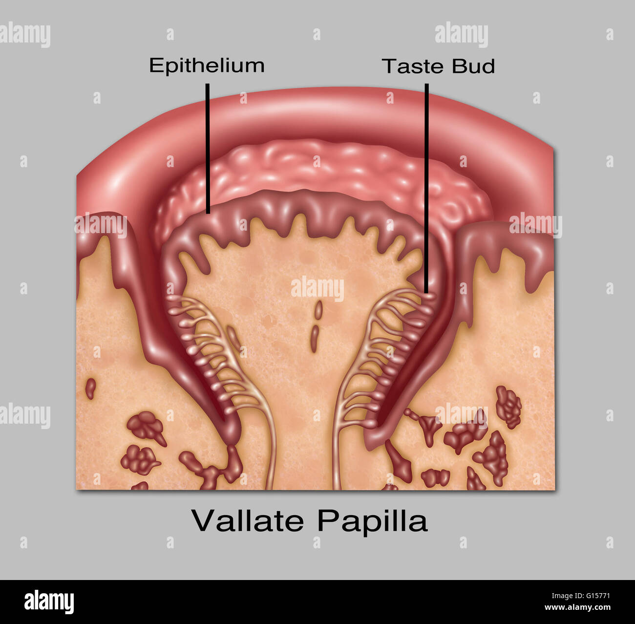 Circumvallate papillae immagini e fotografie stock ad alta risoluzione