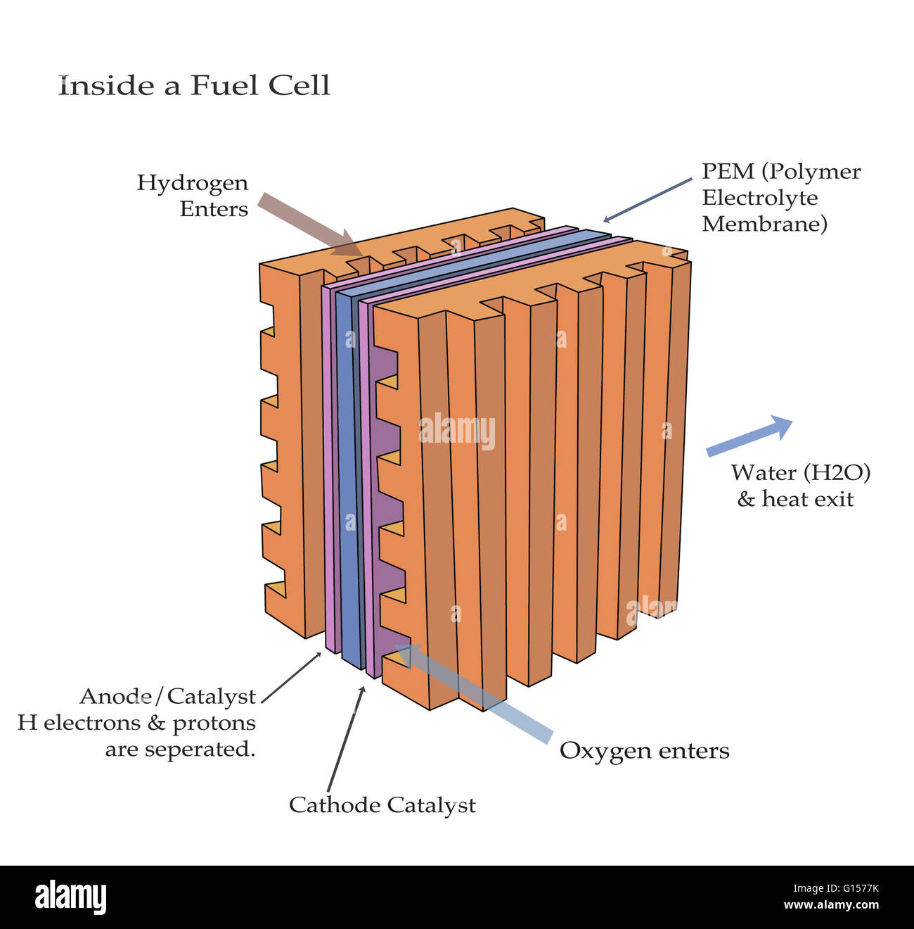 Diagramma che mostra la parte interna di una cella a combustibile. Idrogeno entra a sinistra, ossigeno entra a destra e acqua e calore uscire dal lato posteriore. Le bramme viola sono i catalizzatori in cui i protoni e gli elettroni sono separati. La spessa lastra blu è il polimero electroly Foto Stock