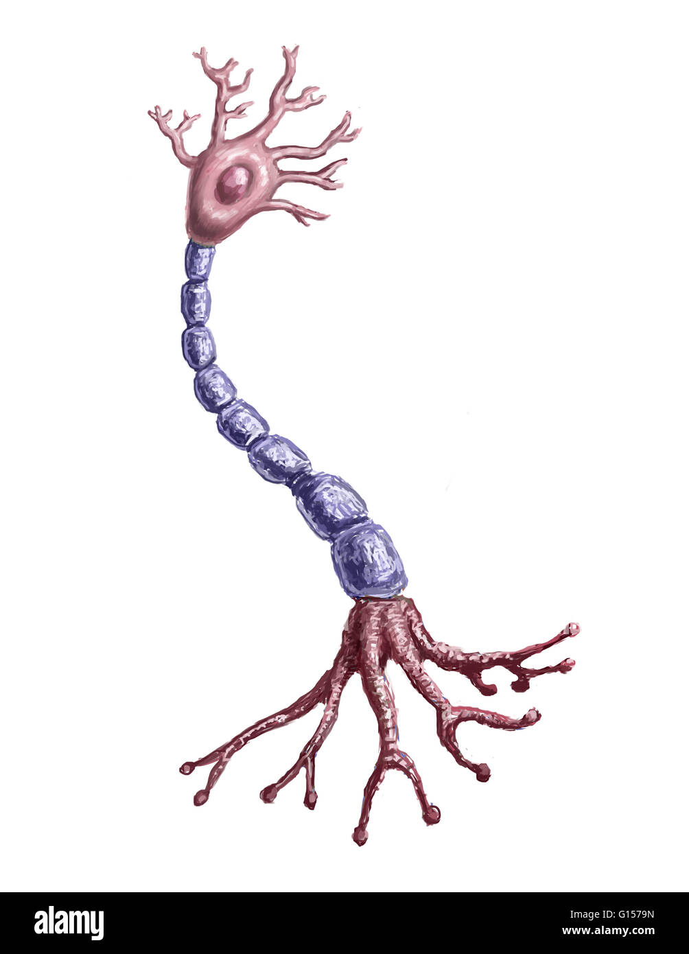 Illustrazione di un neurone o cellula nervosa che fa parte del sistema nervoso che di processo e trasmette informazioni da elettriche e chimiche per la segnalazione. Foto Stock