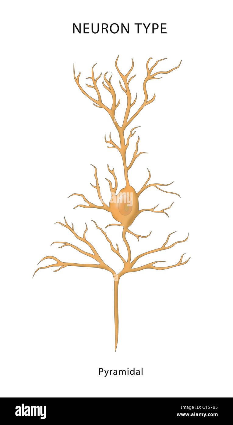 Illustrazione di un neurone piramidale (cellula piramidale) sono un tipo di neurone trovati nella corteccia cerebrale, l'ippocampo e amigdala. Neuroni piramidali sono la principale unità di eccitazione del mammifero prefrontal cortex e il tratto corticospinal, st Foto Stock