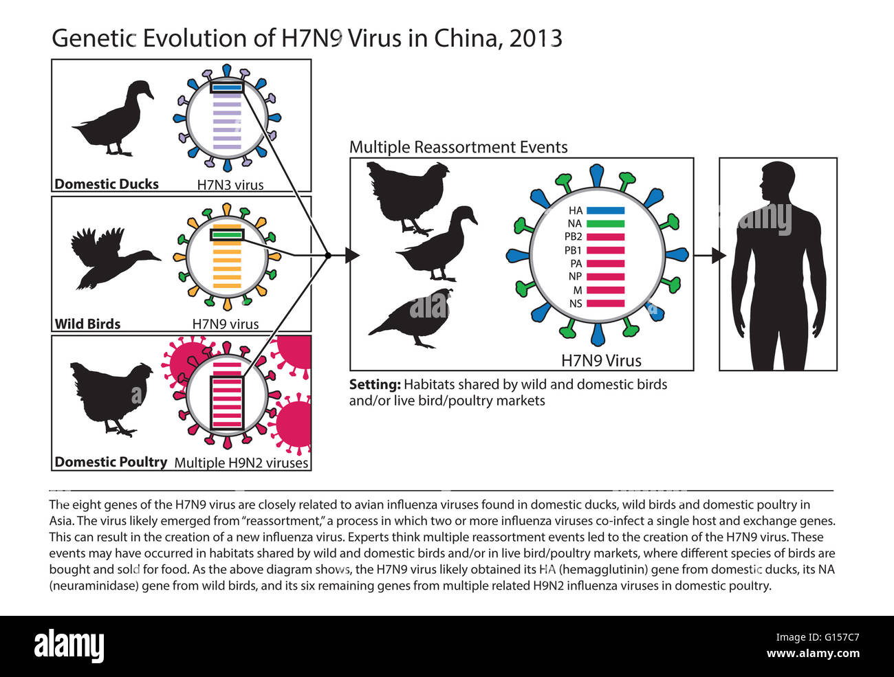 Diagramma illustra le origini dell'H7N9 virus da Cina e mostra come il virus geni proveniva da altri virus influenzali negli uccelli. H7N9 è una influenza aviaria Ceppo Tipo della specie il virus dell'influenza A (virus dell'influenza aviaria o influenza aviaria virus). Influenza aviaria un H7 Foto Stock