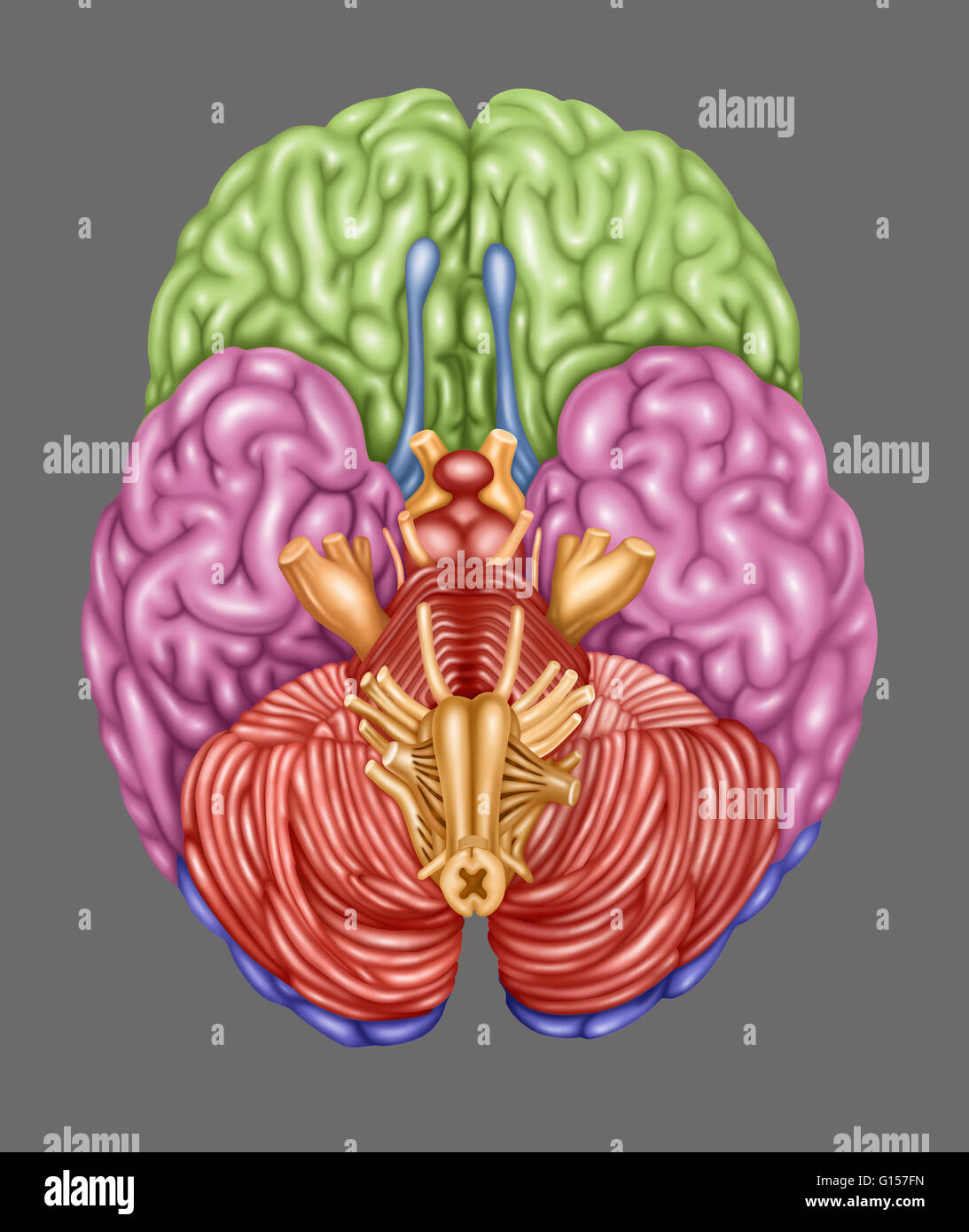 Con codice colore cervello raffiguranti le seguenti aree da una vista inferiore: lobo frontale (verdi), lobo temporale (rosa), lobo occipitale (viola), olfattivo (blu), stelo cerebrale (arancione), cervelletto (orangish-rosa). Foto Stock