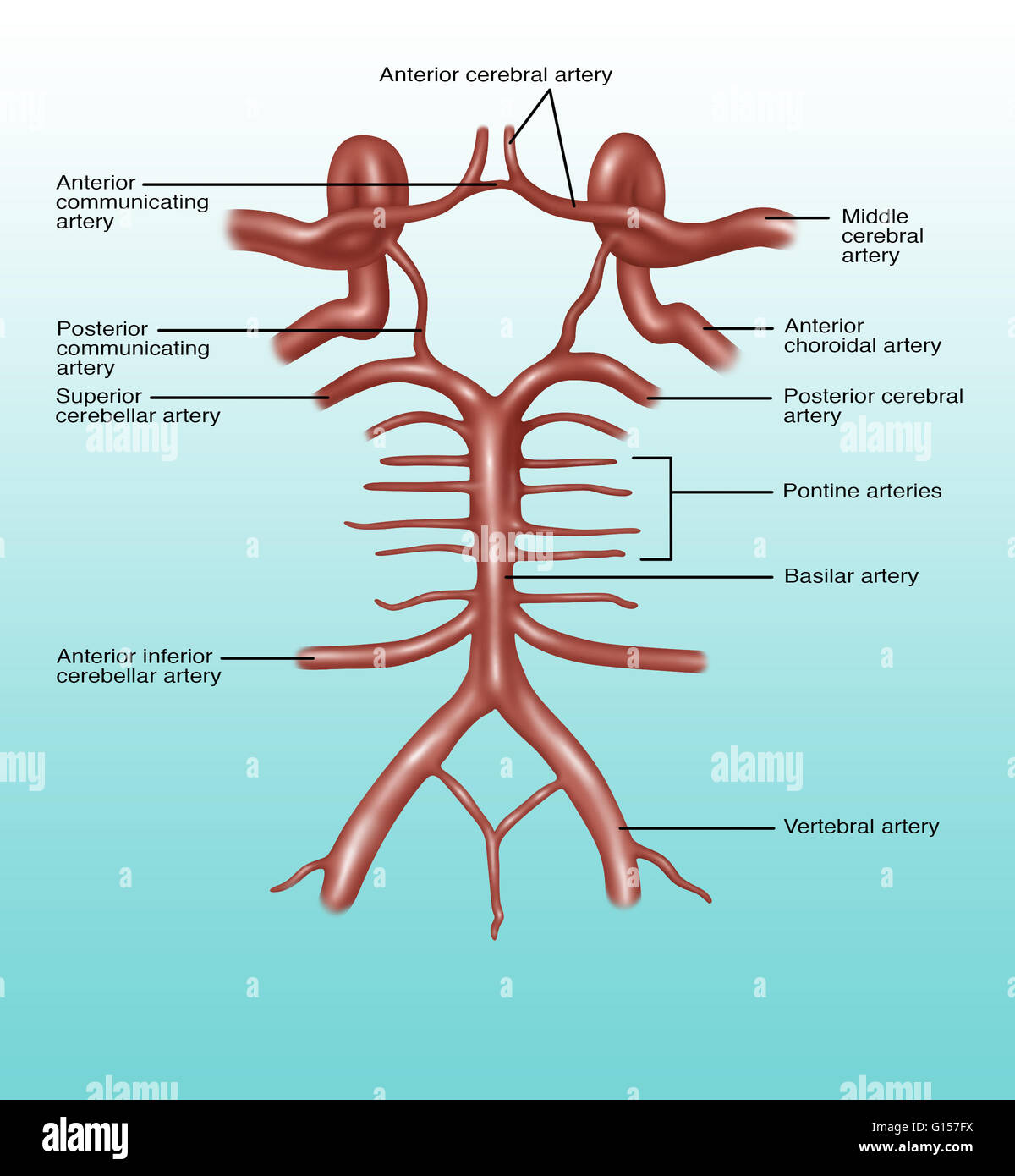 Illustrazione del circolo di Willis, un cerchio di arterie che forniscono sangue al cervello. Elencati in senso orario a partire da in alto al centro: anteriore arteria cerebrale, arteria cerebrale mediana anteriore nella arteria coroidale, posteriore arteria cerebrale, arterie pontine, b Foto Stock