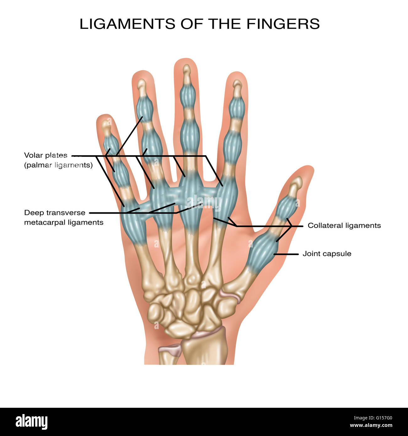 Illustrazione che mostra i legamenti delle dita. Notare sono le piastre  palmare (palmar legamenti), profondo trasversale legamenti metacarpali,  capsula articolare (alla base del pollice), e i legamenti collaterali Foto  stock - Alamy
