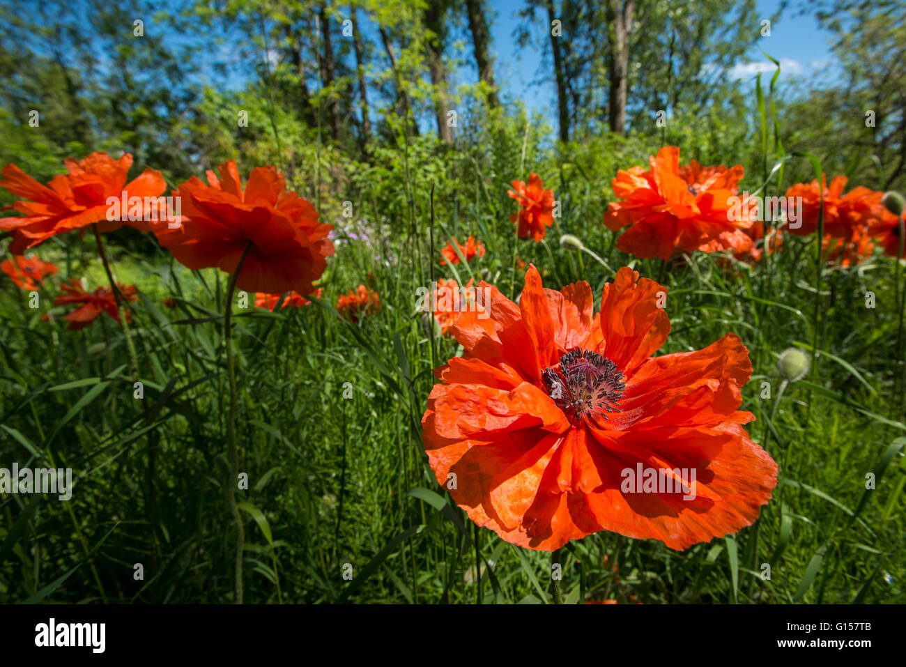 Semi di papavero, Ward's Island, Toronto Island Park, Toronto, Ontario, Canada. Foto Stock