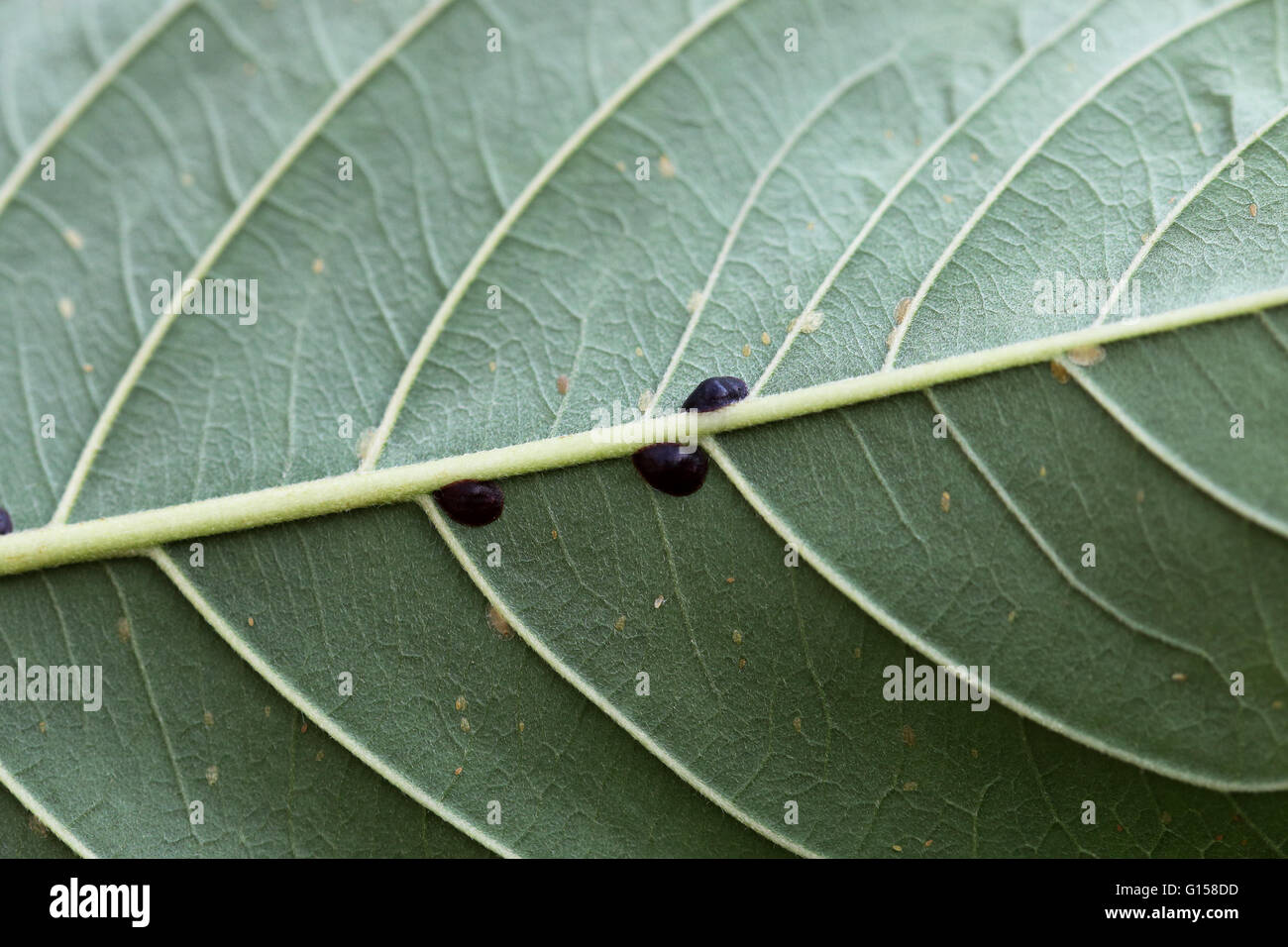 Immagine macro di insetti di scala sulla foglia di guava, altri nomi comprendono soft scale, scale di cera o scale di tartaruga. Foto Stock