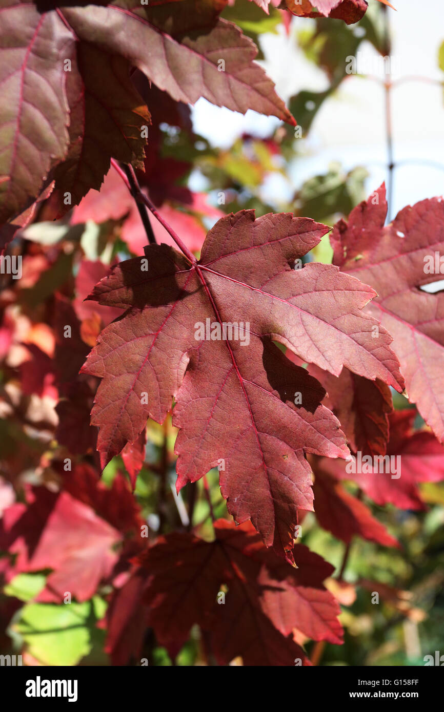 Close up di Acer rubrum o ottobre gloria o noto anche come rosse foglie di acero in autunno in Melbourne Victoria Australia Foto Stock