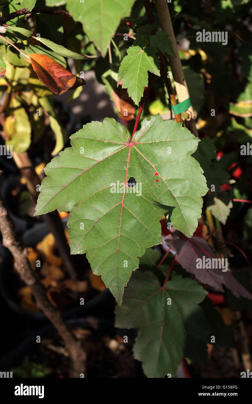 Close up di colore verde Acer rubrum o ottobre gloria o noto anche come rosse foglie di acero in autunno a Melbourne in Australia Foto Stock
