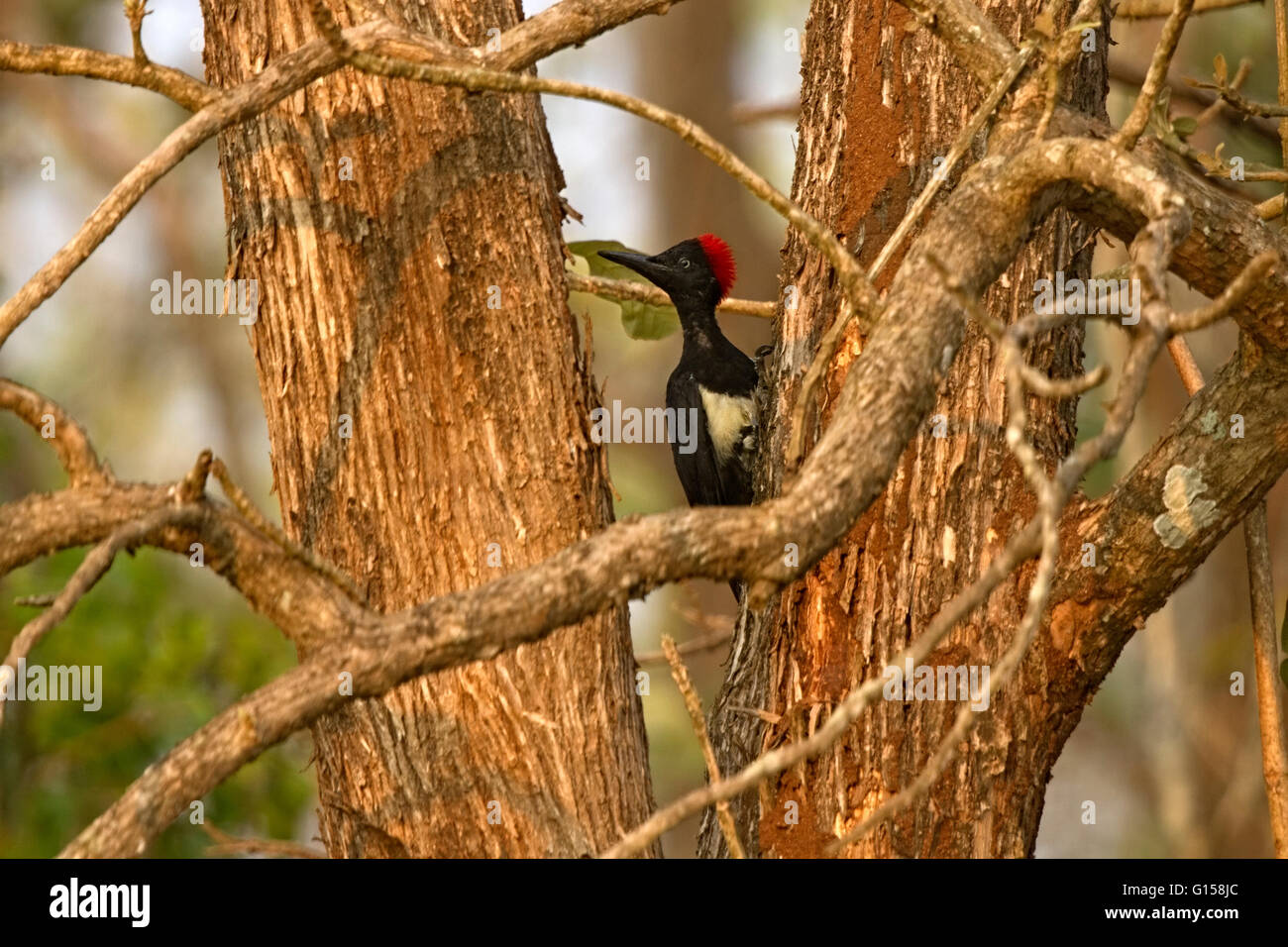 Picchio nero seduto sulla tree (Dryocopus martius) Foto Stock