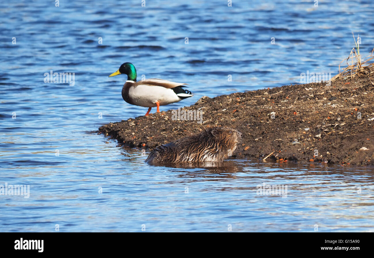 Beaver sul fiume Foto Stock