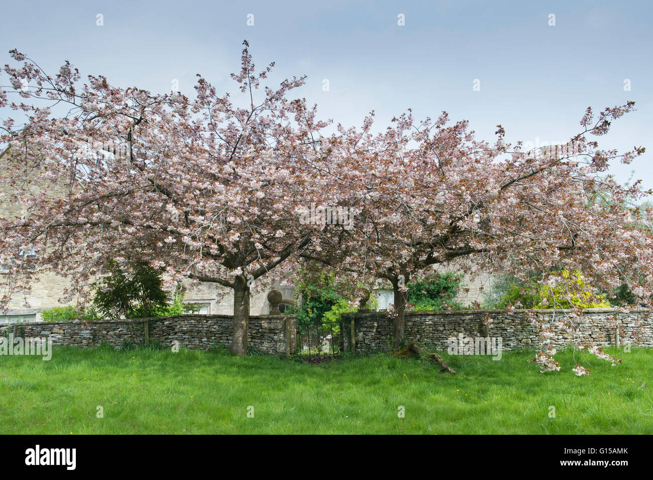Prunus. Gli alberi di ciliegio in fiore accanto a un ferro battuto garden gate in Swinbrook, Oxfordshire, Inghilterra Foto Stock