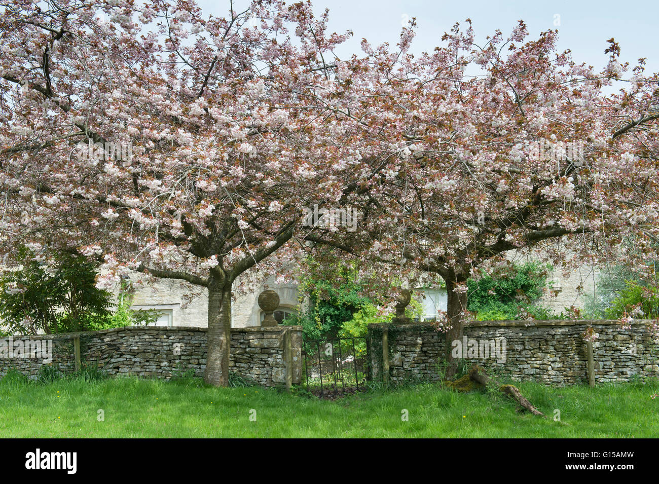 Prunus. Gli alberi di ciliegio in fiore accanto a un ferro battuto garden gate in Swinbrook, Oxfordshire, Inghilterra Foto Stock