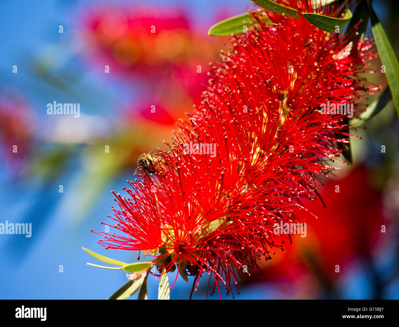 Un occupato il miele delle api sul vistoso australiano callistemon di fiori selvaggi o rosso bottiglia specie spazzola fioritura in primavera . Foto Stock
